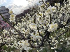 いよいよ春だぜ！梅まつり！